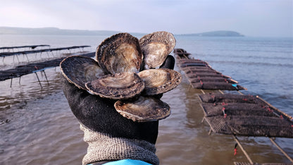 LIVE Atlantic Edge Native Oysters | Limited Delivery Days