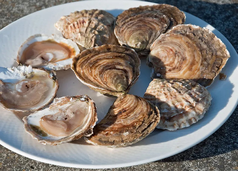 LIVE Atlantic Edge Native Oysters | Limited Delivery Days