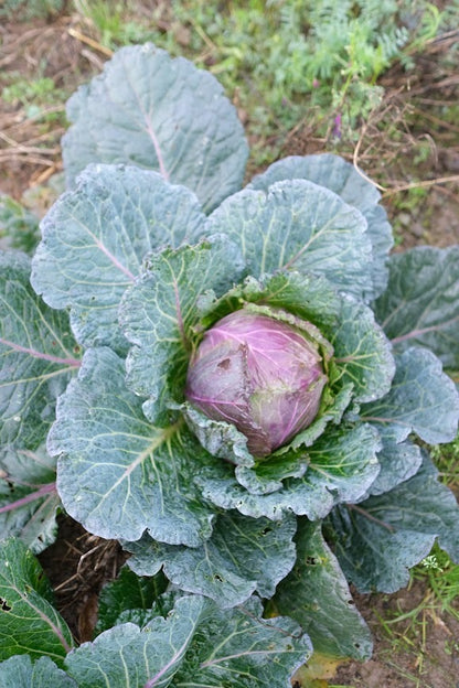 January King Cabbage - 1 Head